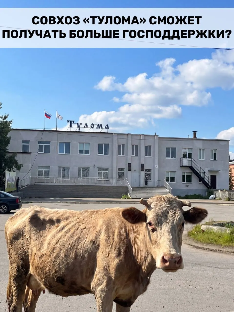 Минсельхоз изменил правила выдачи субсидий для молочного животноводства: теперь поддержку смогут получать и хозяйства с долей государства или муниципалитета более 25%. Для Мурманской области такое решение особенно важно на фоне сообщений о кризисах на отдельных предприятиях.
