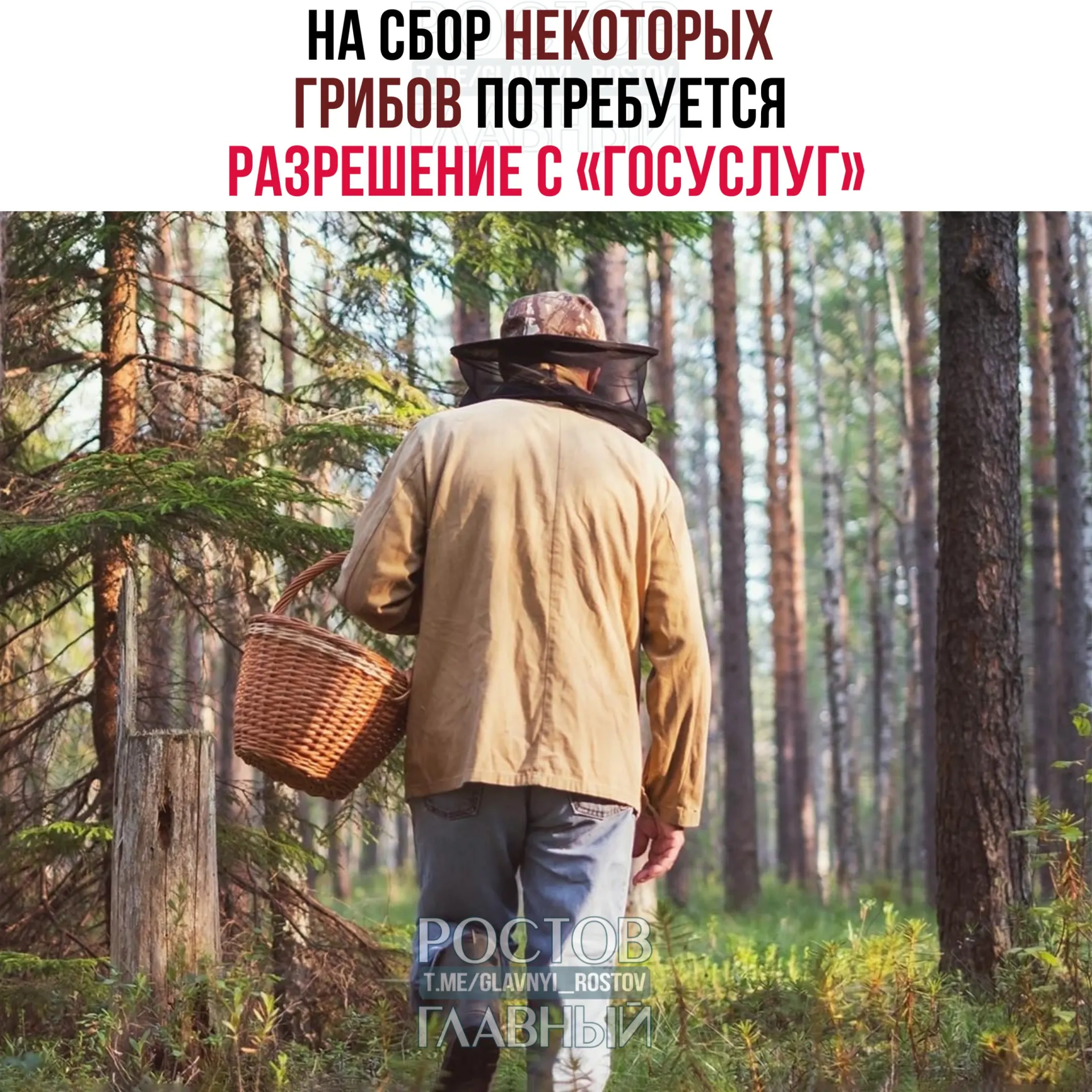 С 1 сентября 2027 года на портале «Госуслуги» будут оформлять пропуска на сбор некоторых редких грибов. Заявки будут рассматривать до 15 дней; за сбор краснокнижных грибов без разрешения грозит уголовная ответственность.