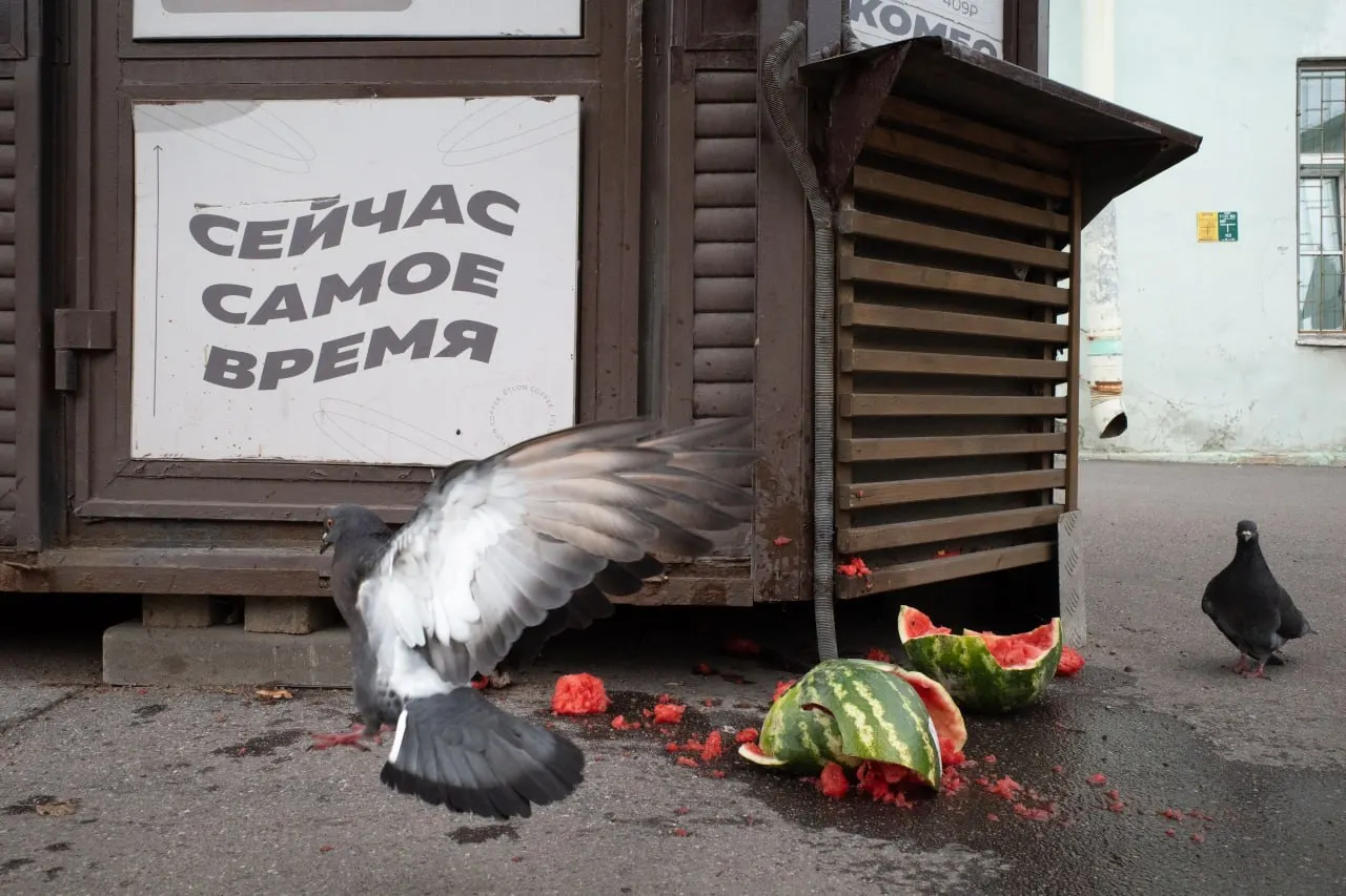 В Петербурге и Ленинградской области вынесены штрафы за антивоенные высказывания, идут судебные разбирательства по регистрации кандидатов, а в России происходят партийные манёвры и кадровые перестановки.