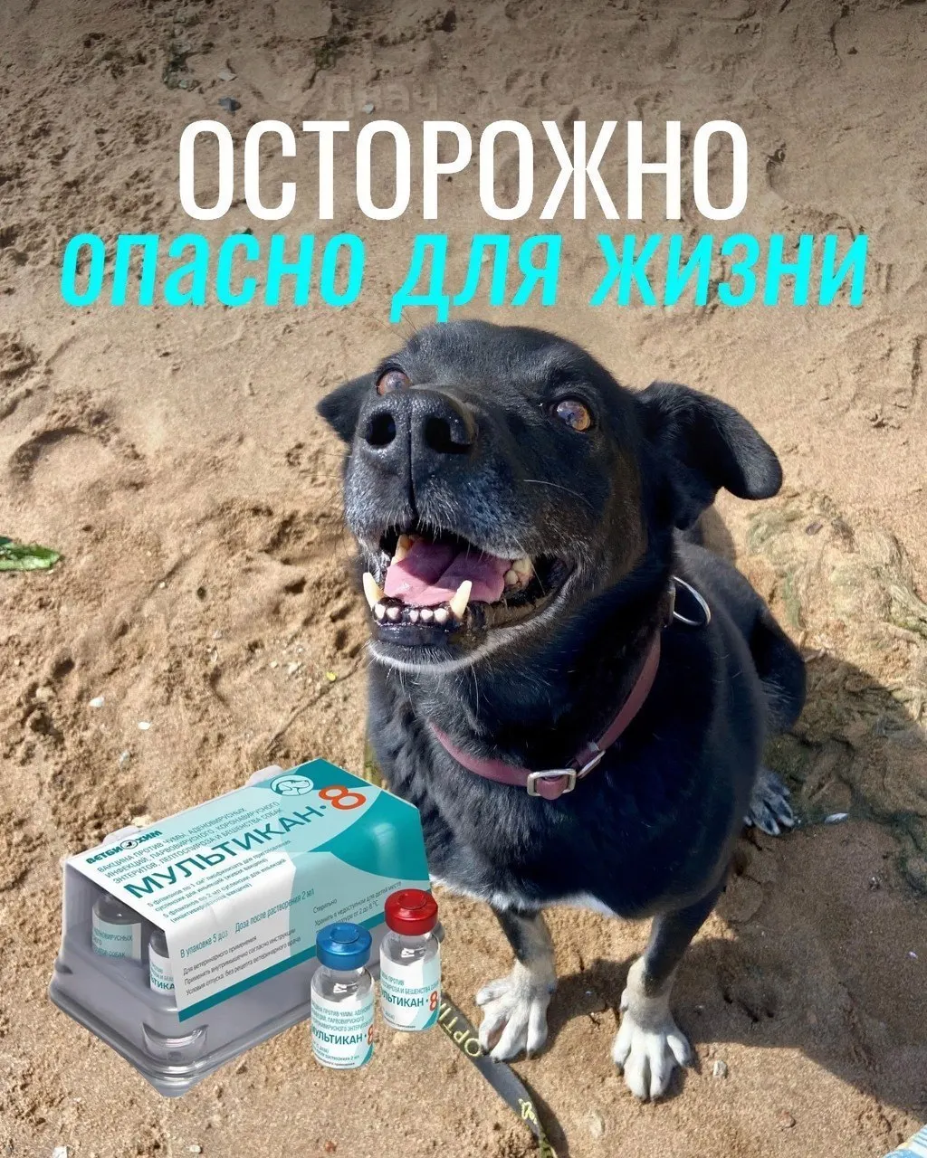 После прививки у некоторых собак возникали тяжёлые реакции: судороги, кровавая рвота, высокая температура и отёки; часть животных погибла. Ветеринары и владельцы обсуждают безопасность вакцины.