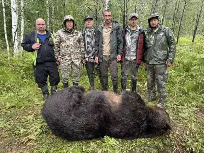 После гибели туристки на Алтае жители столкнулись с выходами медведей к населённым пунктам и необходимостью принимать меры безопасности.